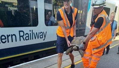 Tortoise causes train delays after slowly climbing on to tracks between Ascot and Bagshot