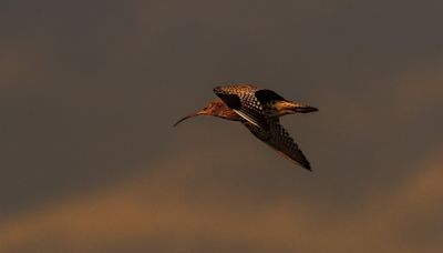 The changing nature of how birdsong inspires musicians