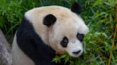 San Diego Zoo releases new panda photos of Yun Chuan and Xin Bao