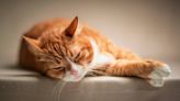 Senior Hospice Cat on His Last Days of Life Says 'Nah' to That Rainbow Bridge