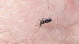 Prolifera dengue en México por falta de inversión: Salud
