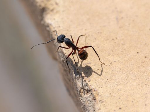 How to Get Rid of Carpenter Ants to Prevent Damage to Your Home