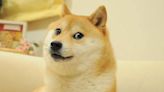 Murió Kabosu, la shiba inu de los memes