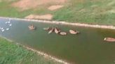 Vídeo: Ciervas al agua como patos en los estanques de la Taconera