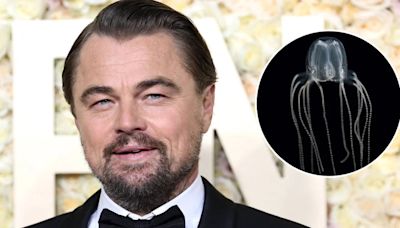 Leonardo DiCaprio fue picado por una medusa durante un paseo en el mar