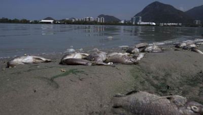 Restauración del Ecosistema Acuático en Río de Janeiro