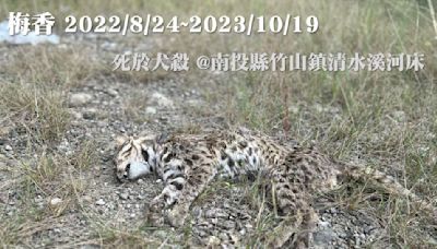 犬殺情形嚴重低估 石虎保育跨區平臺邀6縣研商