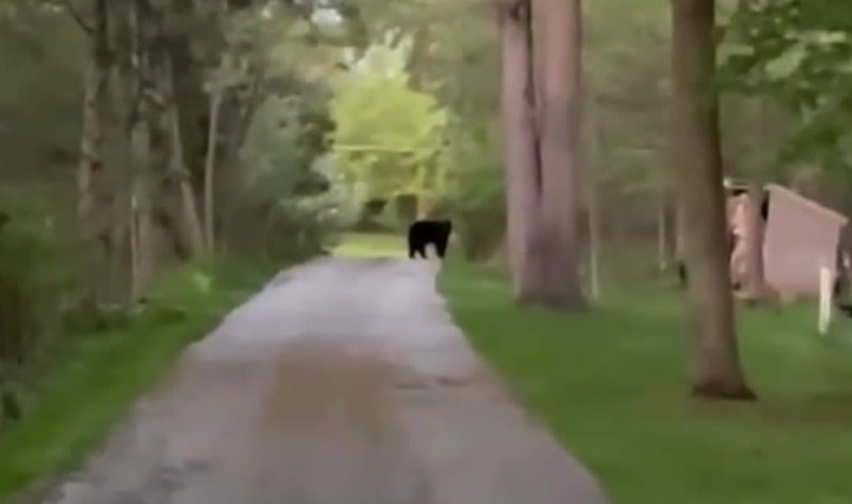 Black bear spotted roaming around driveway in Waukesha County