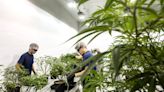 Canopy Growth faced bankruptcy prospects last year. Now its shares are surging as Germany decriminalizes cannabis