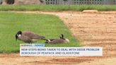 Peapack-Gladstone taking new steps to control geese problem