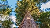 Visitors caught near world’s largest tree in California now face prison sentence and $5,000 fine