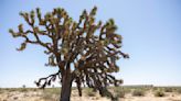 Solar project to destroy thousands of Joshua trees in the Mojave Desert