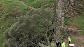 Famous 'Sycamore Gap tree' in northern England found cut down overnight; 16-year-old arrested