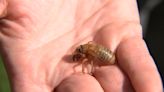 What trees do cicadas like? How to protect your young, vulnerable plants from double brood emergence