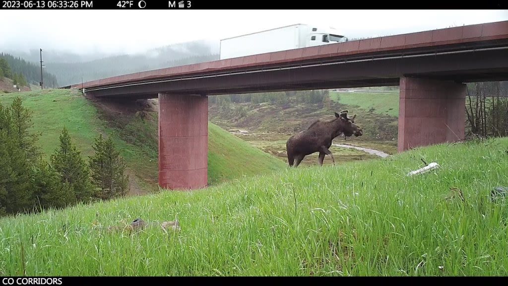 Proposed wildlife crossings on Interstate 70 near Summit County receive support from grant funding