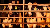 Meat from condemned dairy cow tested positive for H5N1 flu virus but did not enter food supply, USDA says