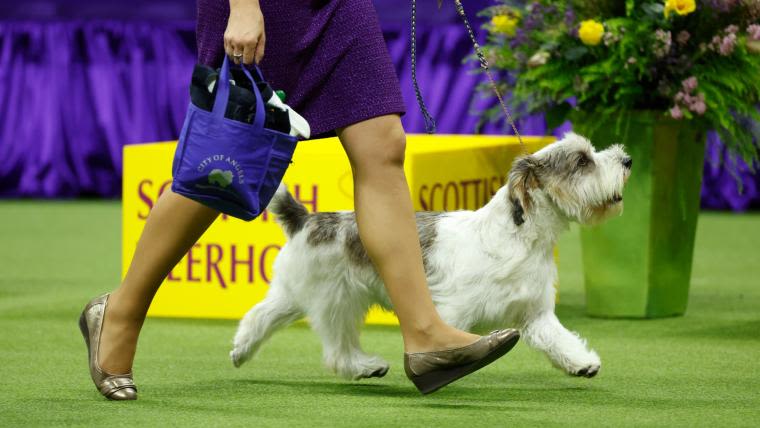 Westminster Dog Show tickets 2024: Prices, cost for full schedule in Queens, New York | Sporting News