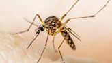 How to fight onslaught of invasive, disease-carrying mosquitos? More mosquitos