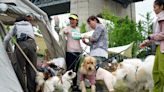 More Chinese jump through hoops, crawl under nets to foster ties with pets