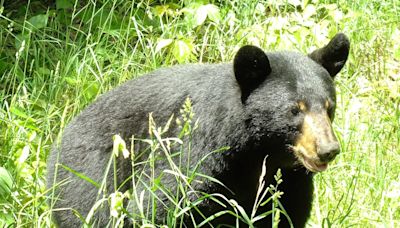 ‘Adventurous baby bear’ spotted on popular waterfront trail in Traverse City