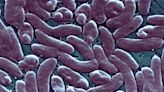 Flesh-eating bacterial infection has killed 8 in U.S. this year