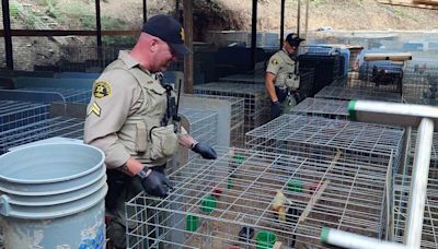 200 roosters found during Santa Cruz County cockfighting ring bust