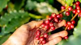 Café e cacau sobem na bolsa de Nova York