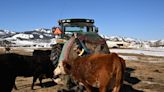 Where does all the Colorado River water go? A huge amount goes to grow cattle feed, new analysis shows.