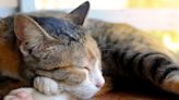 貓咪睡覺喵喵叫是怎麼回事？4大原因揭曉「不只跟做夢有關」可能是得這種病
