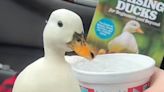 Munchkin, the TikTok Duck Who Loved Iced Water, Dies After Vet Visit