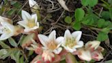 2 endangered plants made a comeback on the Channel Islands. Here's how they beat the odds