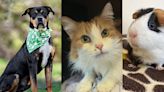 Pets with Potential: Meet Julius, Sunny, and Misses