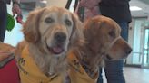 Therapy dogs make an impact at Monument Health