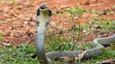 Sir Hiss, an escaped king cobra, returns to Swedish terrarium on its own