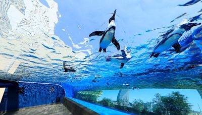 東京3大人氣水族館必遊！夢幻水母隧道企鵝翱翔天際超chill