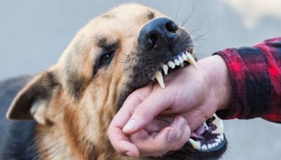 El truco clave para evitar que tu perro muerda a otras personas, según Harvard
