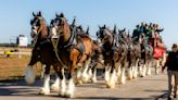 Weekday planner: 24 things to do in Charlotte this week including a visit from the Budweiser Clydesdales