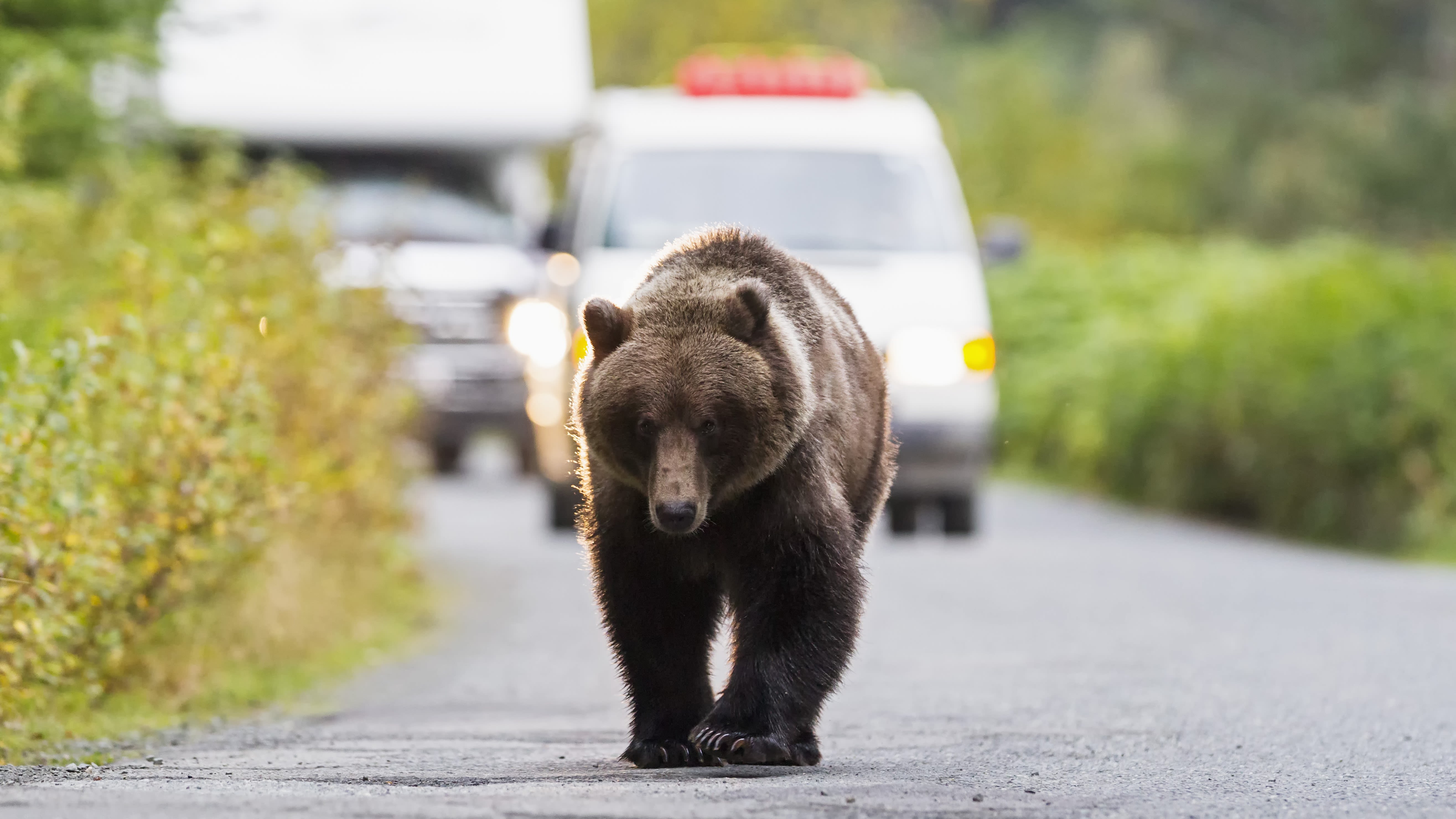 VIDEO: “Holy cow, there’s a bear in our car!” And the car doesn’t come out of it well