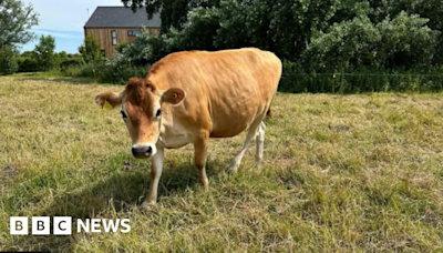 Man apologises for riding pregnant Jersey cow