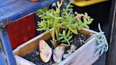 Cacti and succulents for the indoors: Master Gardeners