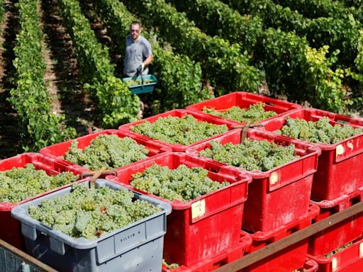 Champagne makers call for reduced grape harvest after 15% drop in sales