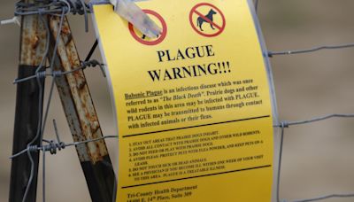 Case of bubonic plague detected in the US