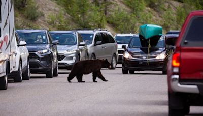 Beyond Local: How to stay safe in Jasper with all the wild animals around