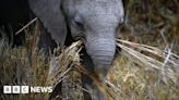 The Travel Show: 'How does a blind girl go on safari?'