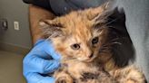 Rare Male Tortoiseshell Cat Adopted from Las Vegas Shelter: 'The Unicorn of Cats'