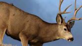 Harsh winters mean harsh truths for southeast Idaho mule deer - East Idaho News