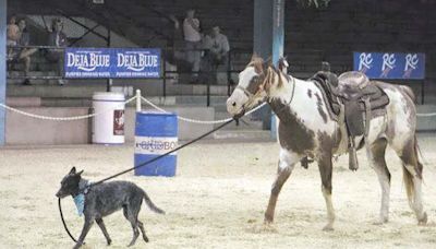 Skidboot to become first dog inducted into Texas Rodeo Cowboy Hall of Fame