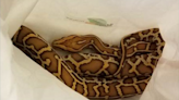 New York man charged with smuggling Burmese pythons into the US in his pants