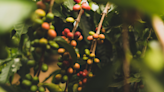 Cotierra’s Biochar Tech Aims to Enrich Colombia’s Coffee Industry - CleanTechnica