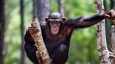 The Chimps Who Learned to Say ‘Mama’